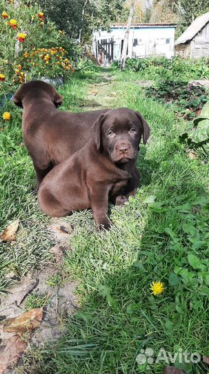 Лабрадор ретривер