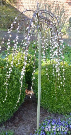 Шелковница на штамбе плакучая