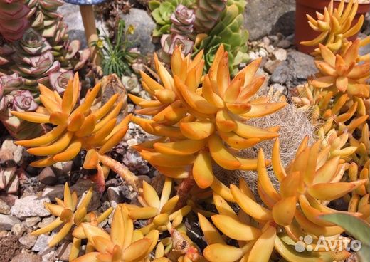 Суккуленты