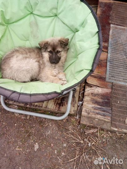 Щенок сторожевой собаки в частный дом