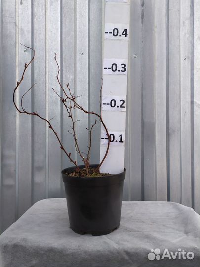 Спирея японская Макрофилла