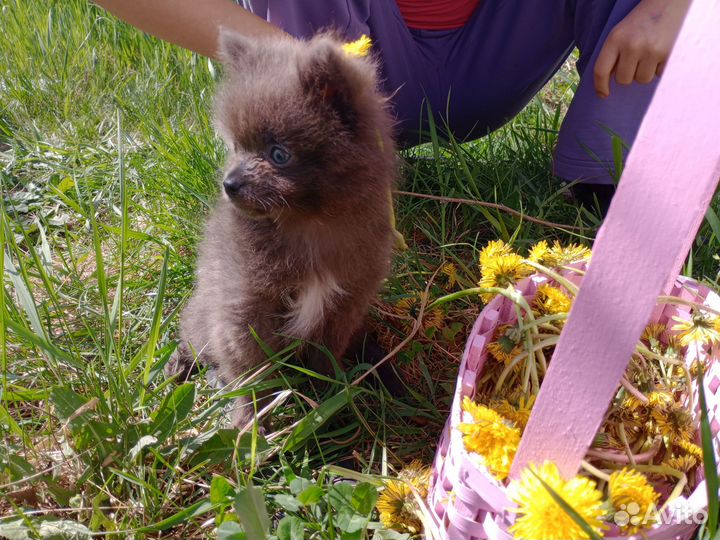 Эксклюзивный мальчик