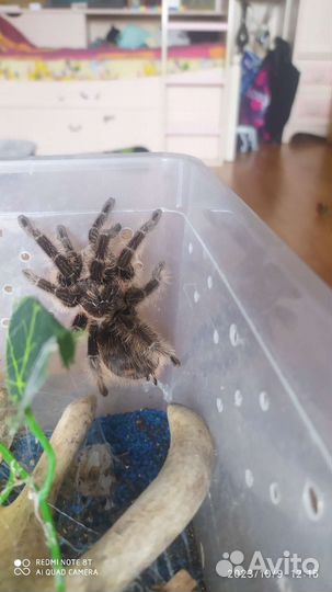 Паук-птицеед с террариумом