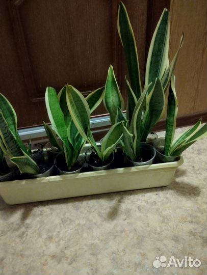 Сансевиерии сортовые