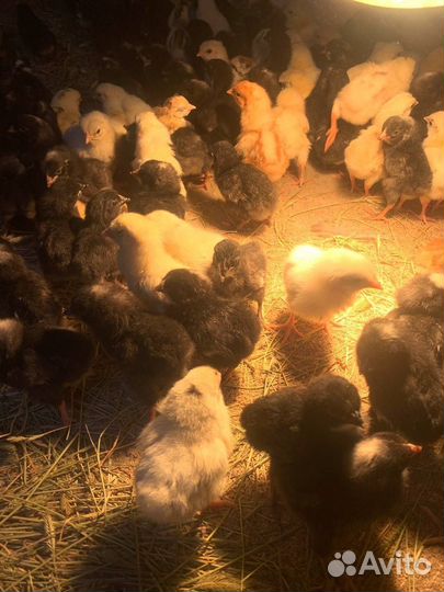 Куры цыплята