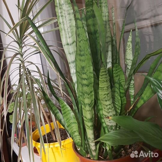 Цветы комнатные