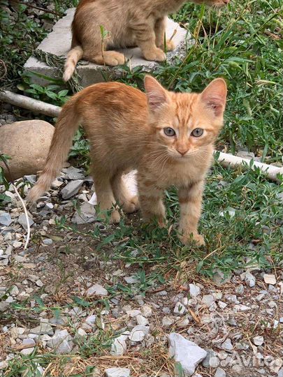 Рыжик, в самые добрые руки