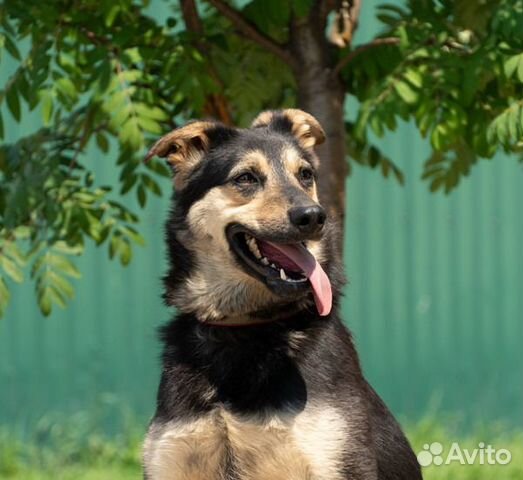 Марвел - верный друг в поисках дома