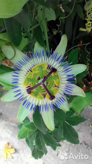 Цветы пассифлора, плющелистная пеларгония,алоэ