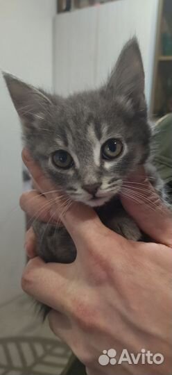 Персидский кот