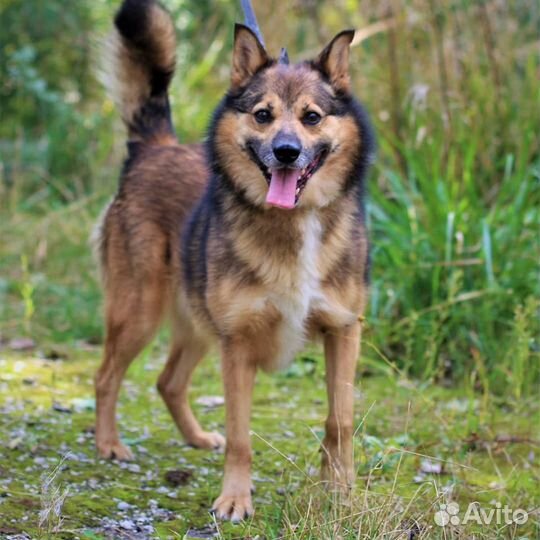 Собака в ответственные руки