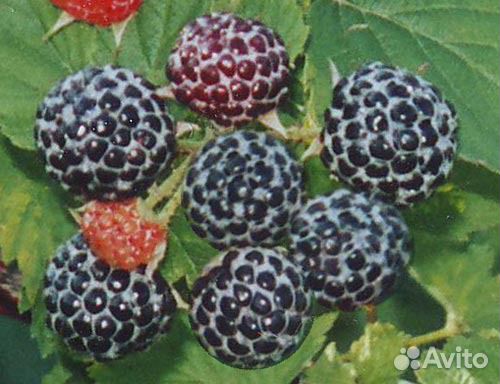 Черная малина Кумберленд