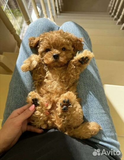 Собачка мальтипу