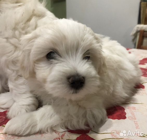 Щенки мальтезе