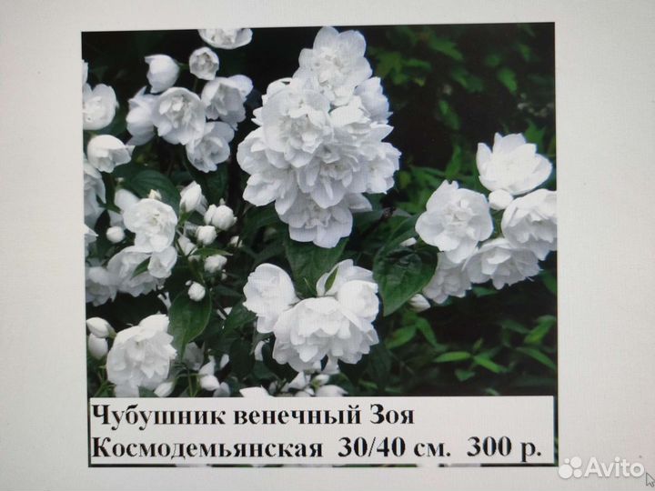 Пионы жёлтые, рододендроны, магония