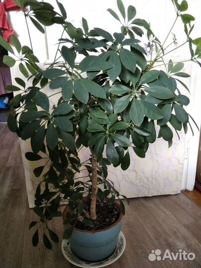 Диффенбахия