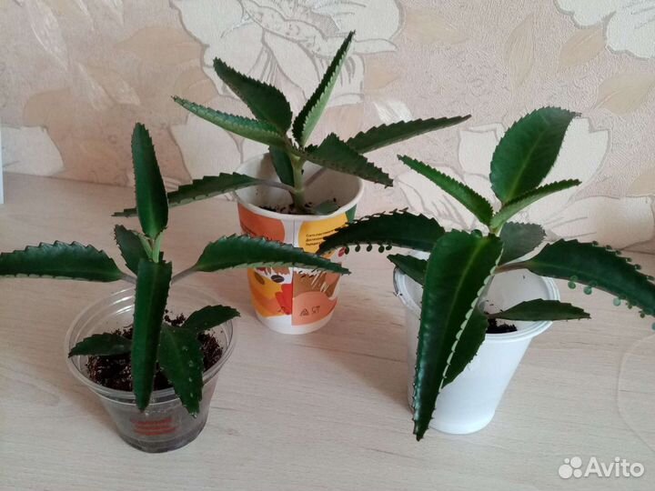 Каланхоэ лечебное