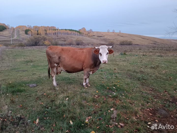 Телята бычки и коровы