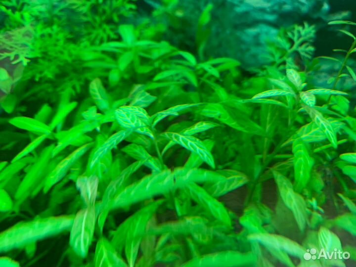 Аквариумные растения