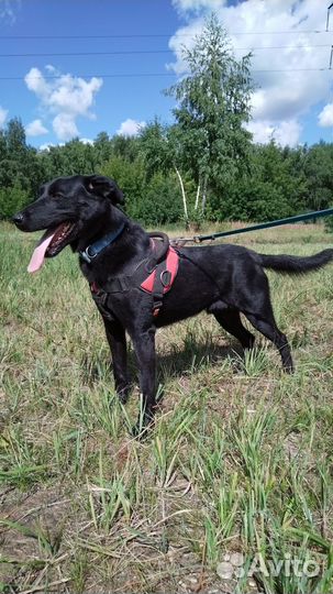 Взгляд собаки, потерявшей надежду обрести дом