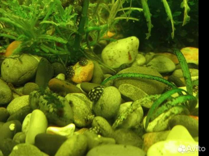 Улитка теодоксус