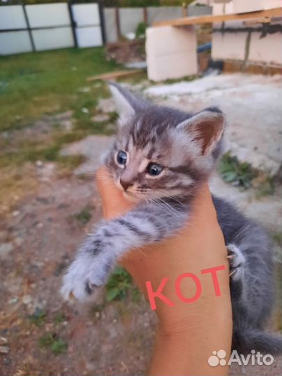 Котята в добрые руки приучены к лотку