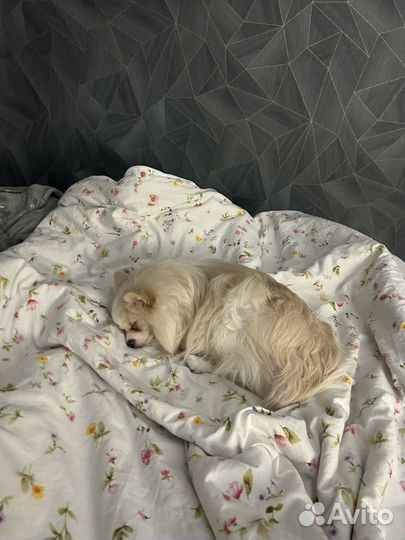 А. Куприн «Гранатовый браслет»