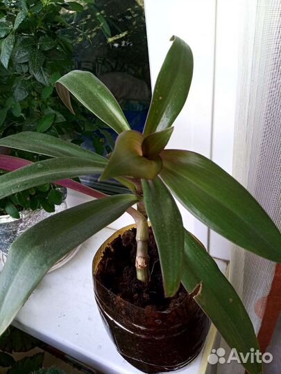 Комнатные цветы