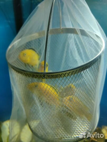 Цихлиды еллоу