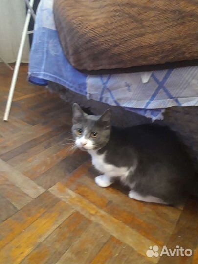 Продам в добрые руки кошечку