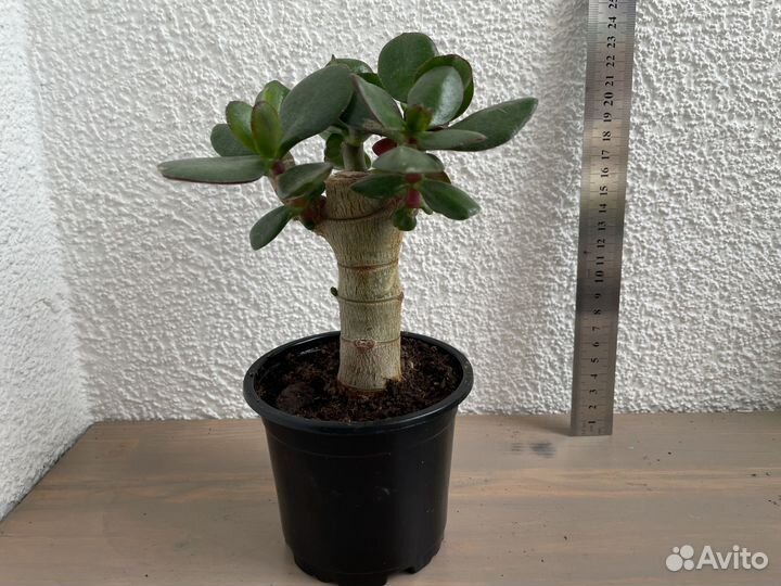 Комнатные растения цветы