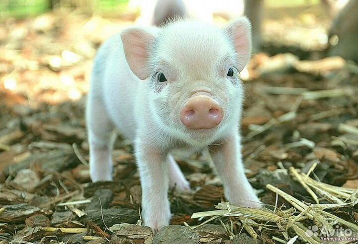 Продам поросят