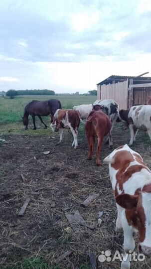 Телята бычки