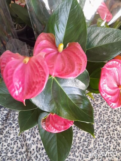 Антуриум розовый