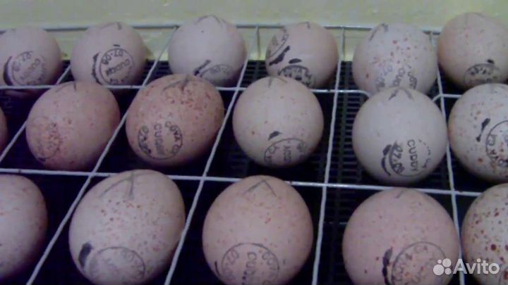 Продаю яйца индюшек
