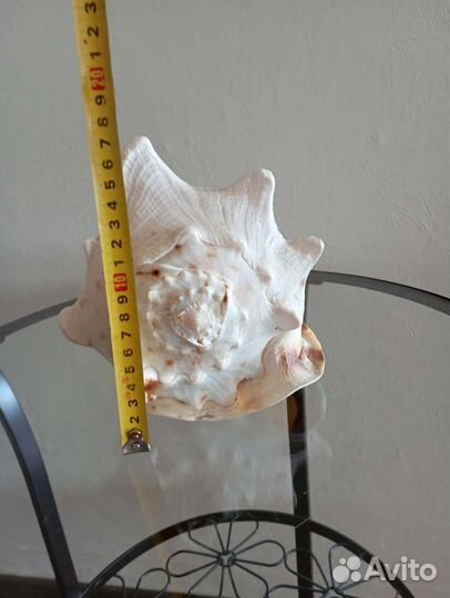 Большая морская раковина