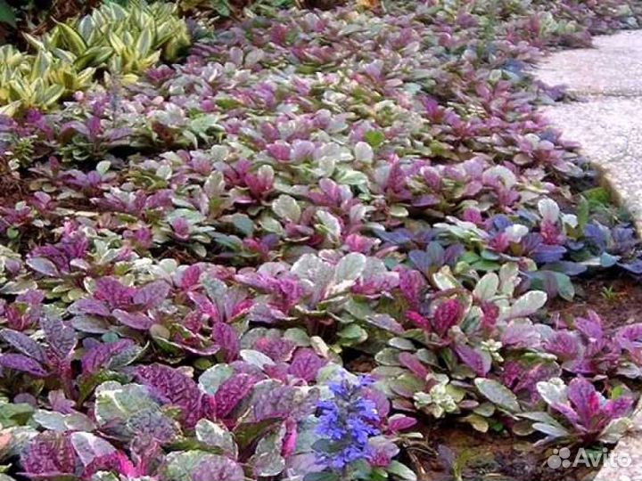 Многолетние почвопокровные растения