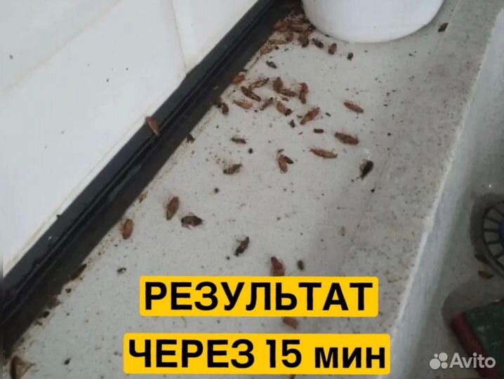 Уничтожение тараканов клопов. Дезинфекция плесени