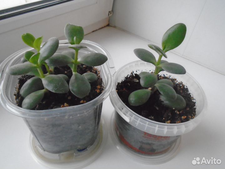 Комнатные растения