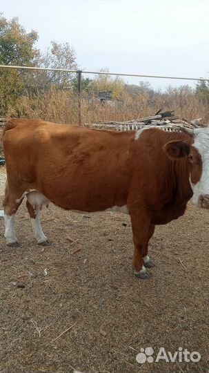 Корова на мясо