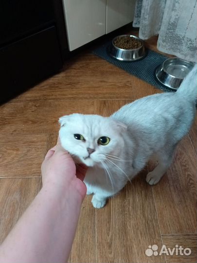 Отдам кота в добрые руки