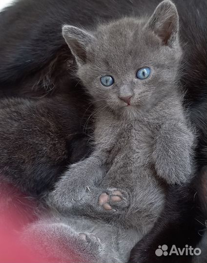 Кошечка ест корм и ходит в туалет. Нежная