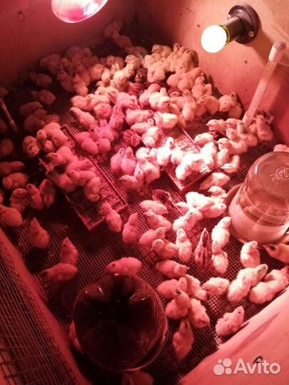 Перепела инкубационное яйцо