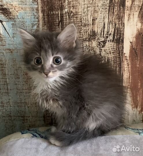 Кошечка от шотландского папы и красавицы мамы