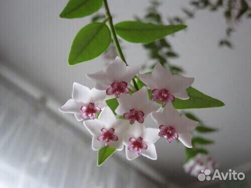 Хойя Белла разные виды