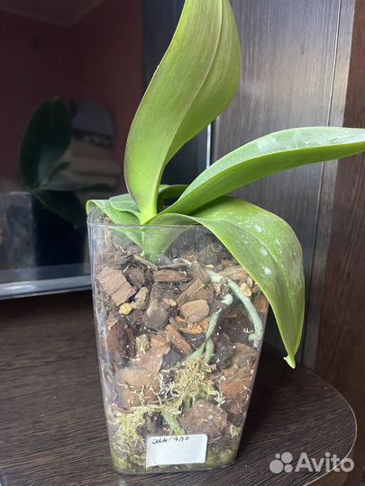 Орхидея фаленопсис биг лип