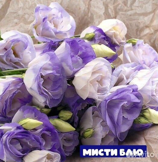 Рассада Петунии и Эустомы