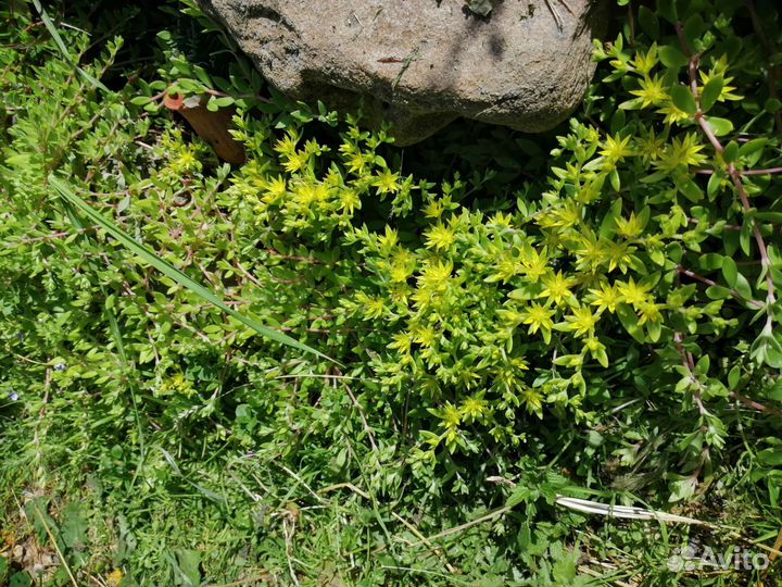 Цветы многолетники