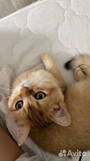 Шотландские вислоухие котята