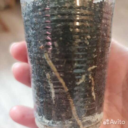 Сциндапсус триколор